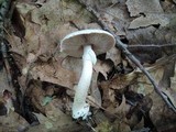 Agaricus cretacellus image