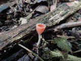 Microstoma floccosum image