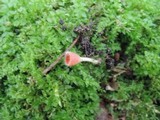 Microstoma floccosum image