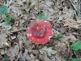 Russula vinacea image
