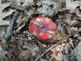 Russula vinacea image