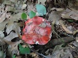 Russula vinacea image