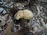 Gyroporus cyanescens image