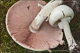 Agaricus silvicola image