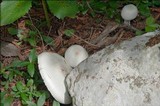 Agaricus silvicola image