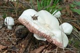 Agaricus silvicola image