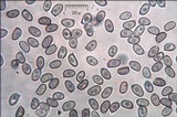 Agaricus silvicola image