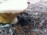 Neolentinus lepideus image