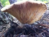Neolentinus lepideus image