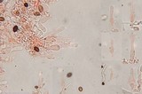 Panaeolus cinctulus image