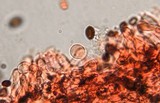 Panaeolus cinctulus image