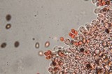 Panaeolus cinctulus image