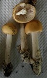 Amanita subnudipes image