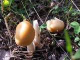 Amanita subnudipes image