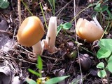 Amanita subnudipes image