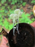 Tetrapyrgos nigripes image