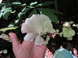 Pleurotus pulmonarius image