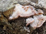 Phlebia radiata image