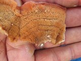 Phlebia radiata image
