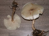 Melanoleuca verrucipes image