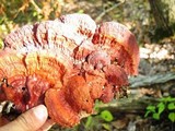 Ganoderma sessile image