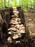Mycena galericulata image