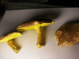 Boletus illudens image