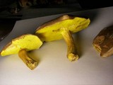 Boletus illudens image