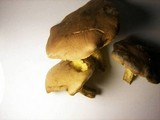 Boletus illudens image