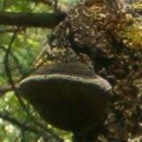 Phellinus tremulae image