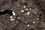 Ascobolus scatigenus image