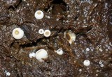 Ascobolus scatigenus image