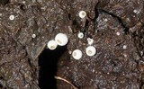 Ascobolus scatigenus image
