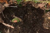 Ascobolus scatigenus image
