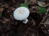 Amanita abrupta image