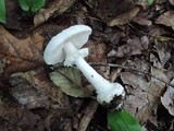 Amanita abrupta image