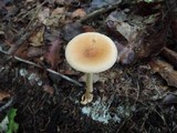 Amanita amerifulva image