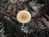 Amanita amerifulva image