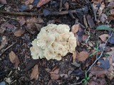 Polyporus umbellatus image