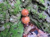 Hemistropharia albocrenulata image