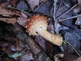 Hemistropharia albocrenulata image