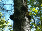 Phellinus tremulae image