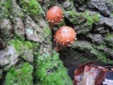 Hemistropharia albocrenulata image