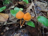 Entoloma quadratum image