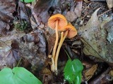 Entoloma quadratum image