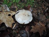 Cortinarius alboviolaceus image