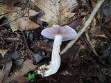 Cortinarius alboviolaceus image