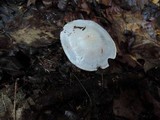 Cortinarius alboviolaceus image