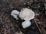 Cortinarius alboviolaceus image