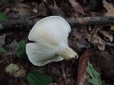 Hygrophorus sordidus image